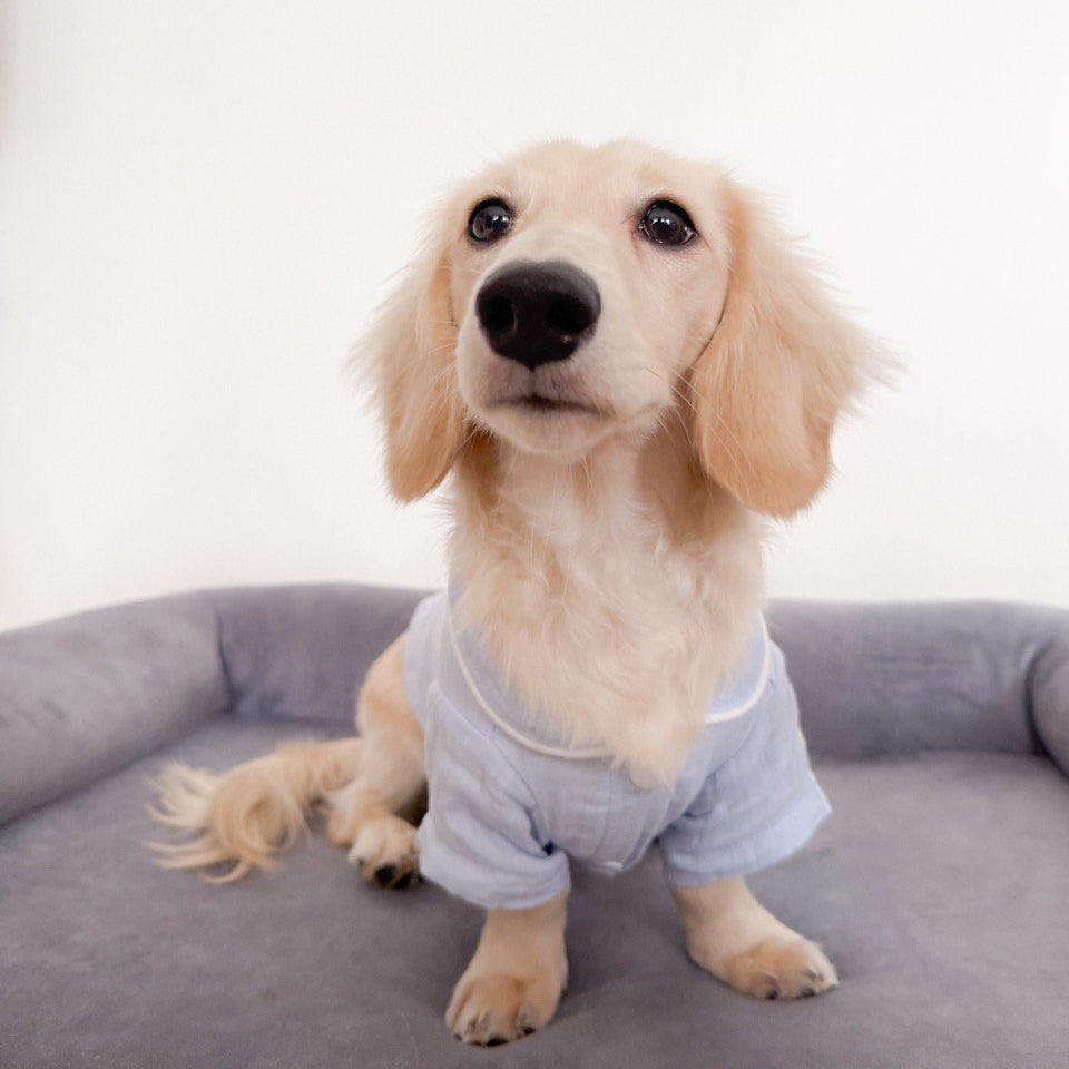 Dog wearing a light blue pajamas sitting on a gray cushion against a white background