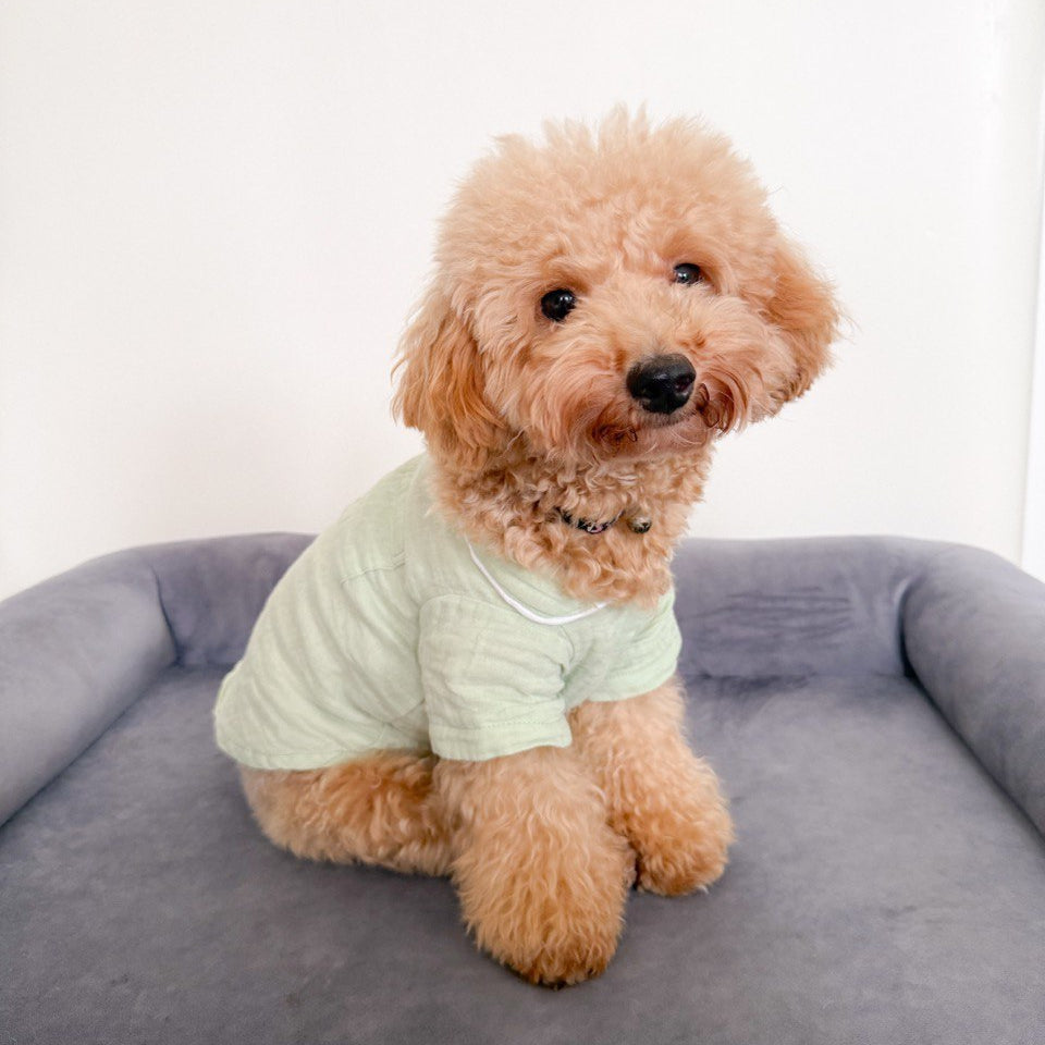 Small dog wearing light green pajamas sitting on a gray cushion.