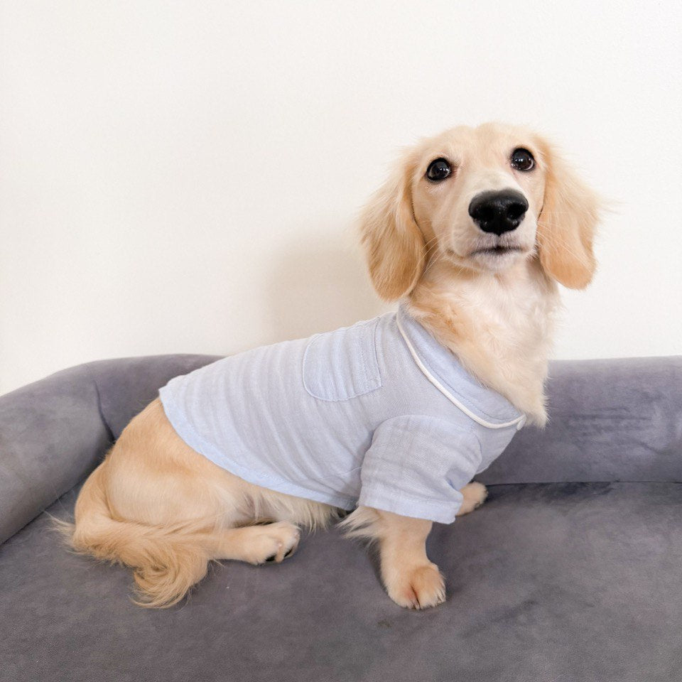 Dog wearing light blue pajamas sitting on a gray couch.