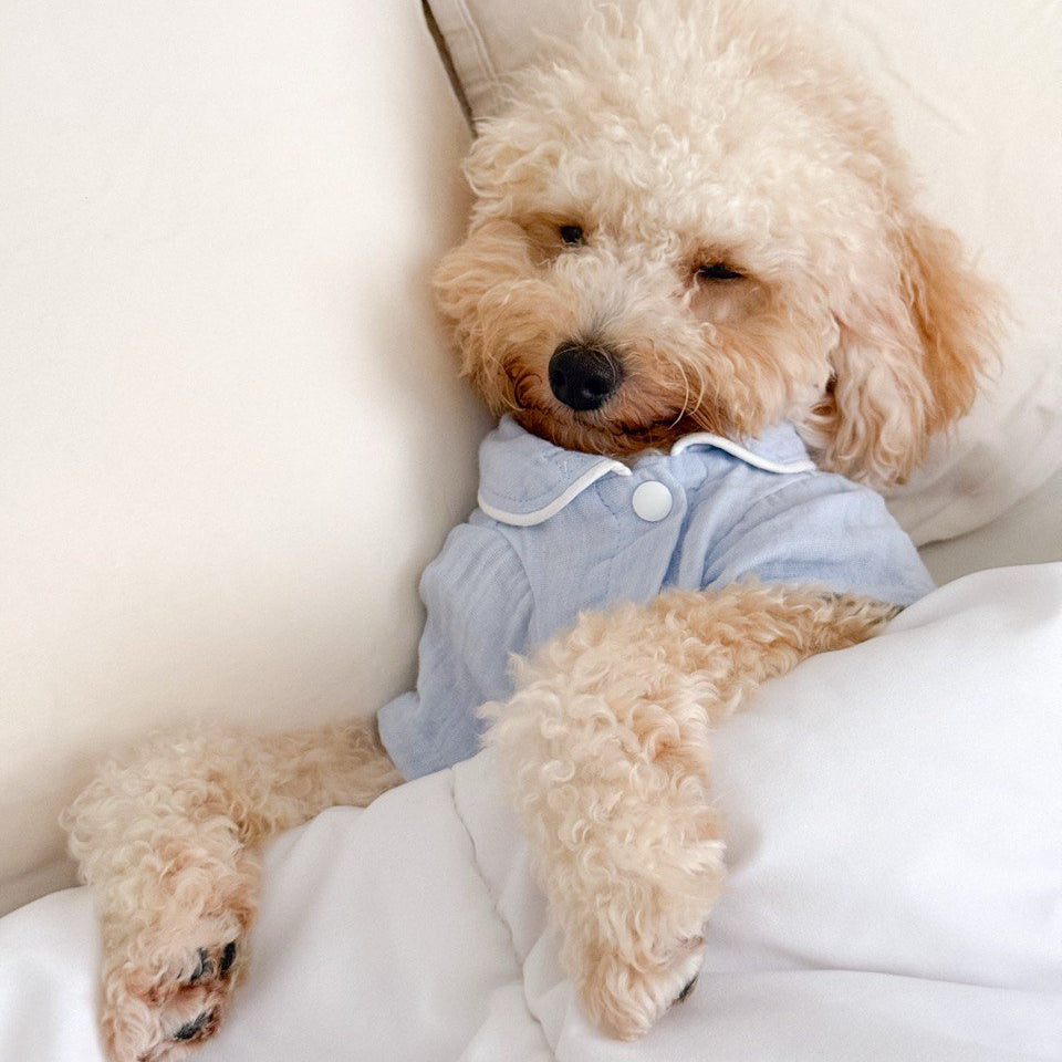 Small dog wearing blue pajamas lying in bed
