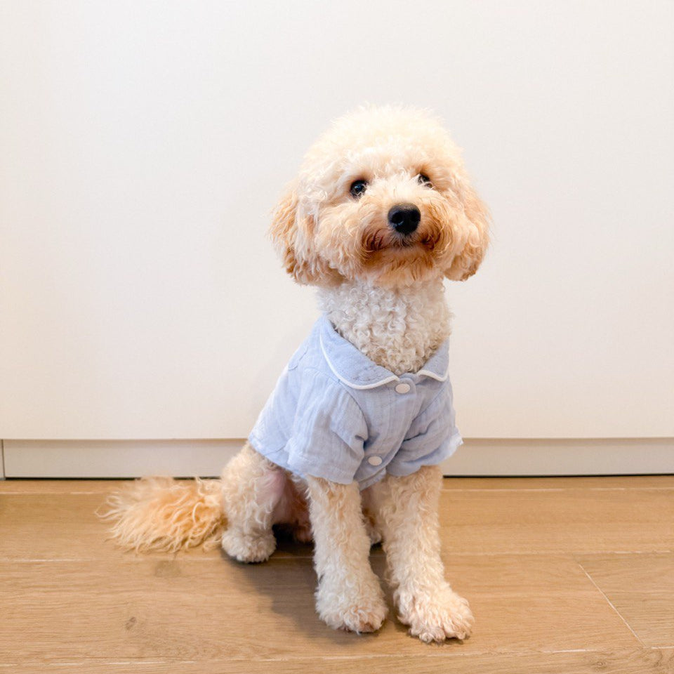 Small dog wearing light blue pajamas sitting on a wooden floor against a white wall.